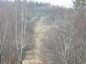 Fearnoch Forest,Walks-Oban-What To Do-Attractions-Scotland