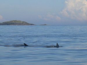 Basking Shark Scotland,Tours-Oban-What To Do-The Sea-Scotland