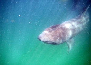 Basking Shark Scotland,Shark-Oban-What To Do-The Sea-Scotland