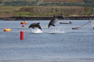 Coastal Connection,Dolphins-Oban-What To Do-The Sea-Scotland