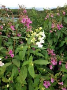 Argyll Knotweed Control Limited,Himalayan-Balsam-Oban-Shops And Services-Services-Scotland