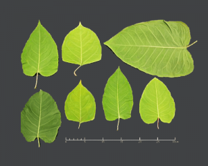 Argyll Knotweed Control Limited,Japanese Knotweed-Oban-Shops And Services-Services-Scotland
