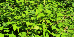 Argyll Knotweed Control Limited,Japanese Knotweed-Oban-Shops And Services-Services-Scotland