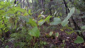 Argyll Knotweed Control Limited,Japanese Knotweed-Oban-Shops And Services-Services-Scotland