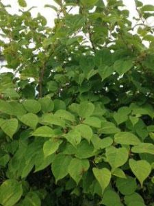 Argyll Knotweed Control Limited,Japanese Knotweed-Oban-Shops And Services-Services-Scotland