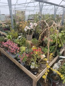 Corachie Clematis Garden Centre & Coffee Shop,