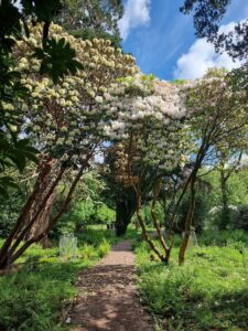 Dunollie Castle Grounds, Oban Argyll